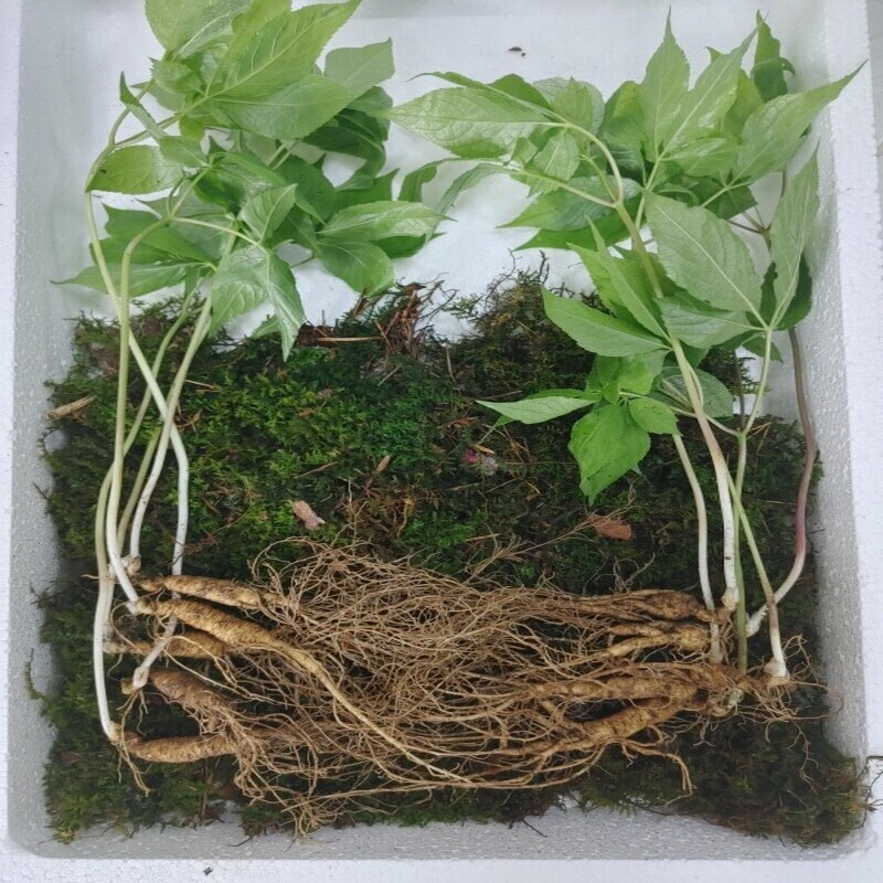 원주몰,천년장뇌산삼8년근 5뿌리