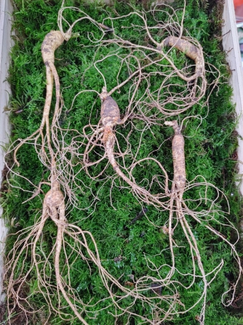 강원더몰,천년장뇌산삼8년근 5뿌리